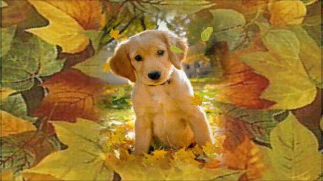 СВЕТЛАЯ ОСЕНЬ