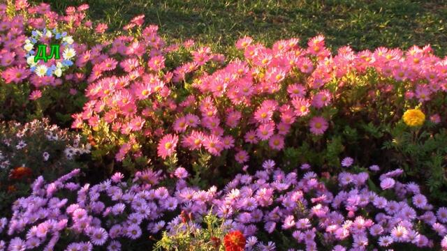 Александр Дольский  -  Пролетело лето