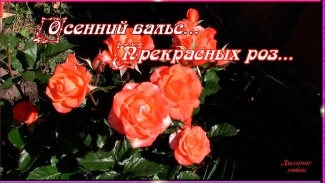 Осенний вальс прекрасных роз