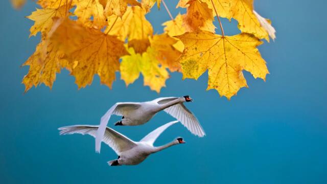 Галина Беседина и Сергей Тараненко   -   Не исчезай