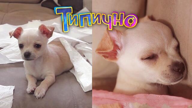 Колкото по-малко, толкова по-сладко - Типично Shorts