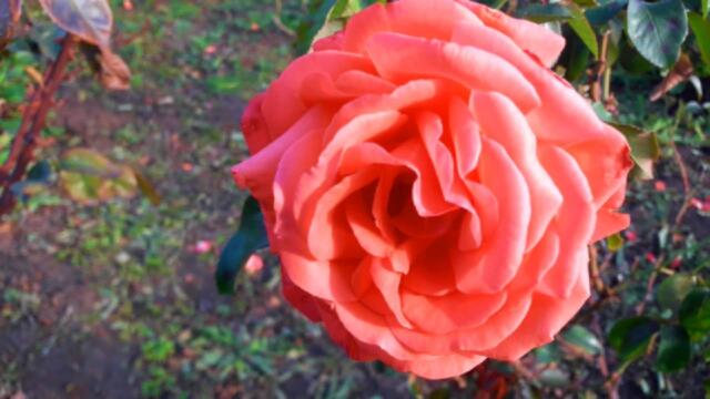 Сергей Аверьянов  -  Засыпает Роза