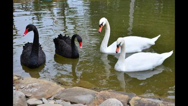 Музыка Сергея Чекалина   -   Гуси-лебеди.