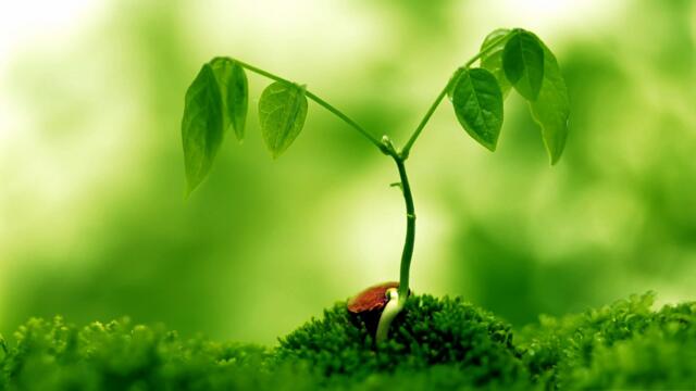 🌱Четири сезона:Този,който засади дърво,сади надежда ...(Music by Sergey Chekalin) 🌳