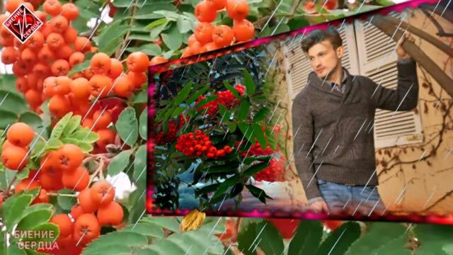 Игорь Кибирев  – Алая рябина!