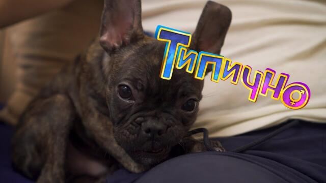 ЛЮБИМИЯТ СИН - Типично Shorts