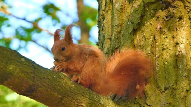 Вадим Гурьев   -   Осень, красотою восхищаешь  Октябрь
