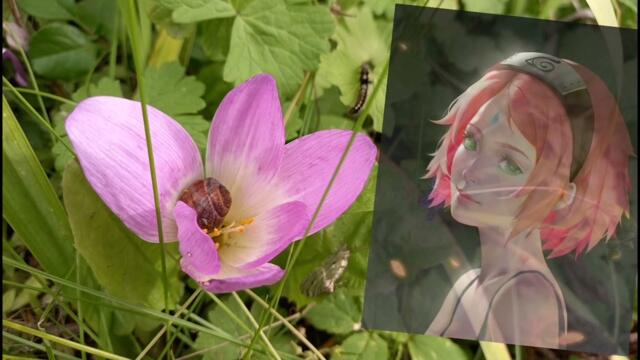Ирина Аллегрова и Прохор Шаляпин - Скажи
