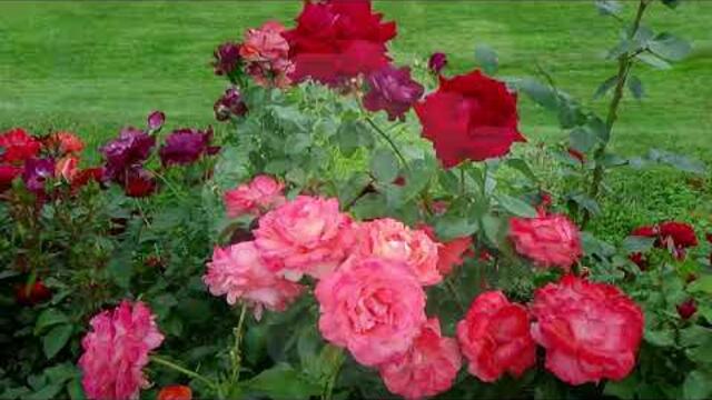 Хорошая погода.  Музыка Сергея Чекалина.