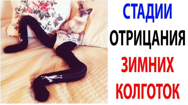 Мемы и Приколы с Котами 2021 года  Подборка смешные мемчики про котов за 13 Октября #shorts