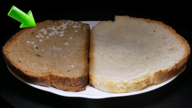 Wet Bread 7 Day Time Lapse