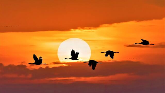 НЕЖНОСТЬ И ГРУСТЬ !!! Божественная, трогательная, невероятно красивая музыка.