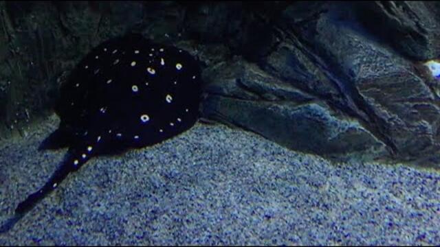 Очаровательная МУЗЫКА и Скаты Океанариума!