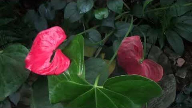 Ботанический сад.  Музыка Сергея Чекалина.