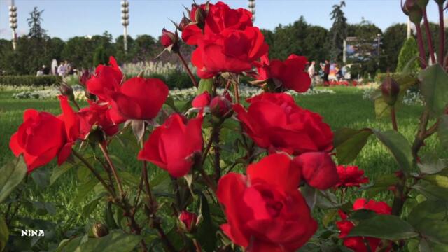 Для Вас Очаровательная МУЗЫКА и Цветущий ВДНХ Летом!