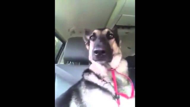 Cute German Shepherd Dog Flipping Ears to Flo Rida Feat.T - Pain