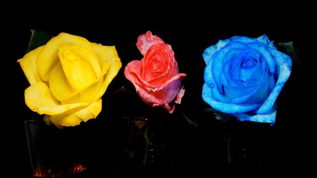 DIY Colored Roses Time Lapse 🌹