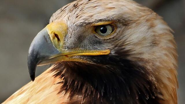 ♛ Лечение на царски орел ♛ - Птица така прекрасна и величествена