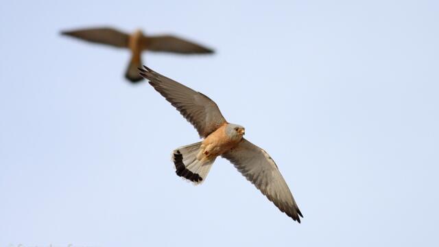 Красивата птица белошипа ветрушка (Falco naumanni) Вижте красотата на малкото соколче