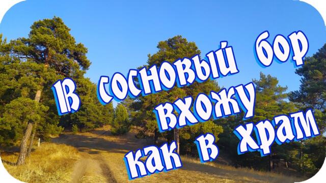 ❤️В сосновый бор вхожу как в светлый храм❤️ Приглашаю вас зарядиться позитивом❤️ Хорошего вам дня!❤️