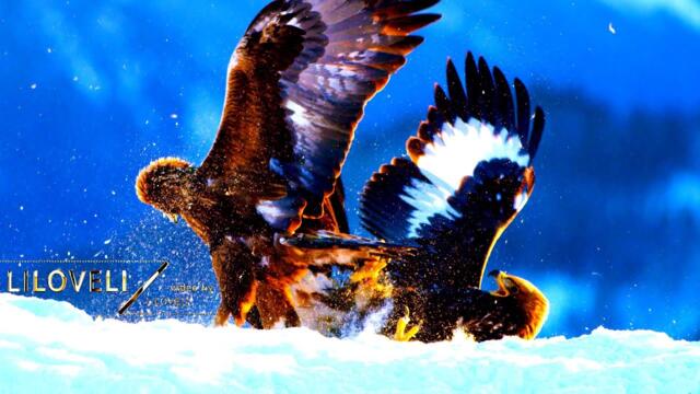 Eagle Fight. Magical landscape and wonderful flight of an eagle
