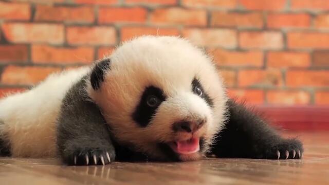 Cutest Animal Videos Will Make Your Day Positive!