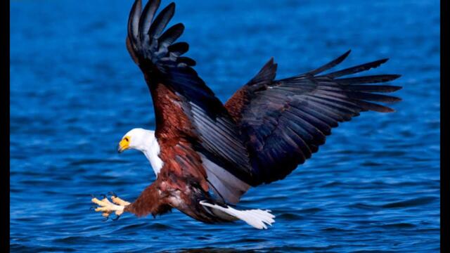 Музыка Сергея Чекалина  -  Движение.