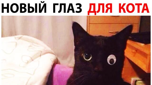 Мемы и Приколы с Котами 2021 года. Порция мемов с котами 28 октября #shorts