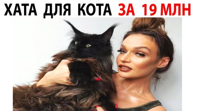 Мемы и Приколы с Котами 2021 года. Порция мемов с котами 31 октября #shorts