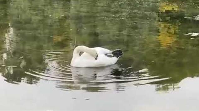 Димаш Кудайберген - Любовь уставший лебедей...