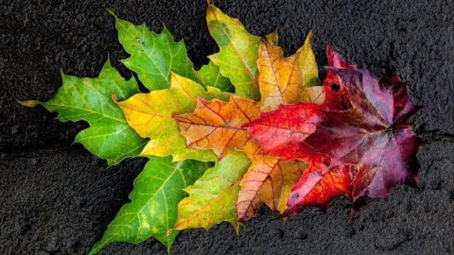 ОСЕННИЕ ФАНТАЗИИ И КРАСИВАЯ МУЗЫКА