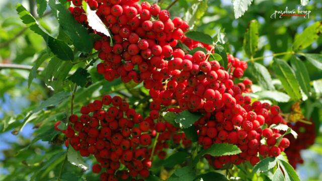 Эта музыка бесконечно красивая, просто потрясающе душевная! Сергей Чекалин для души!