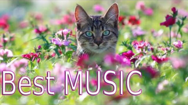 Эта музыка подымает настроение! Музыка Сергея Чекалина  2021 г