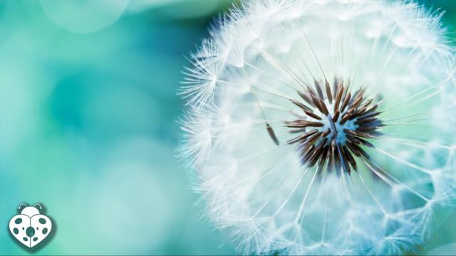 Relaxing Sleep Music • Deep Sleeping Music, Relaxing Music, Stress Relief, Sleep Well, Protector