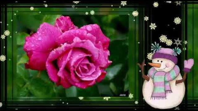 РОЗЫ И МОРОЗЫ... А СНЕГ ИДЁТ, А СНЕГ...