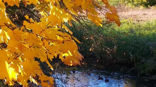 Анатолий Кулагин   -   ПОЗДНЯЯ ОСЕНЬ