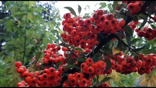 Анатолий Кулагин  -  ЭТА ПЕСНЯ О ТЕБЕ