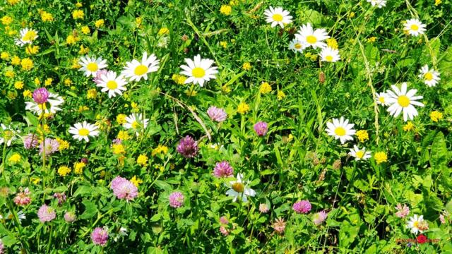 Очень красивая и Нежная, Лучшая музыка Сергея Чекалина, уносящая вдаль...