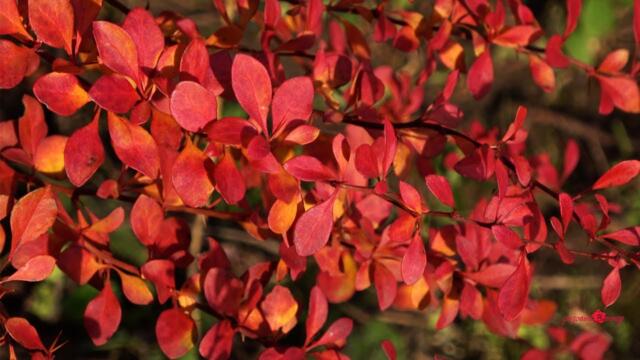 Самая Лучшая музыка для снятия Усталости, Нежная!  Достаточно послушать 10 минут, чтобы отдохнуть!