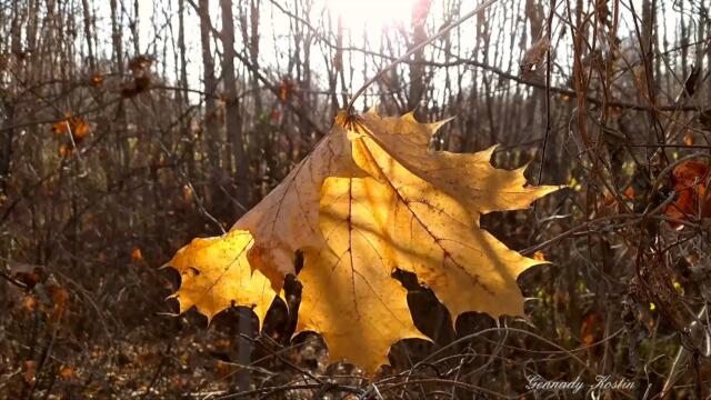 4K Последний лист