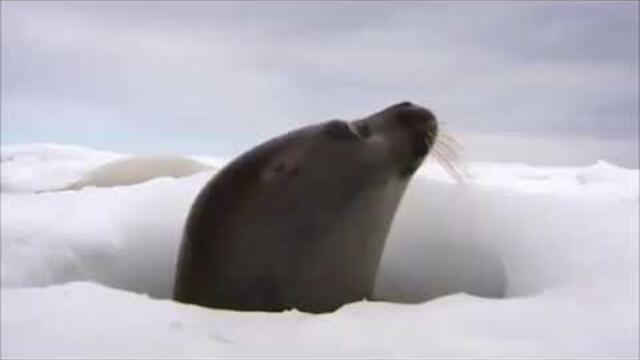 Музыка Сергея Чекалина  -  Снег и лёд.