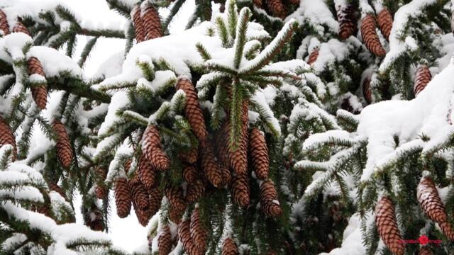 Сергей Чекалин - Падал снег