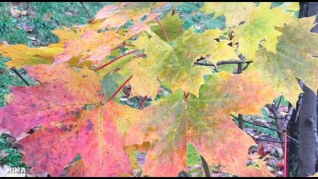 Послушайте Красивую МУЗЫКУ, Прогуливаясь парком Осеннею Порою!