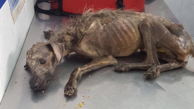 Rescue Sick Puppy Starving On The Street & AMAZING Transformation