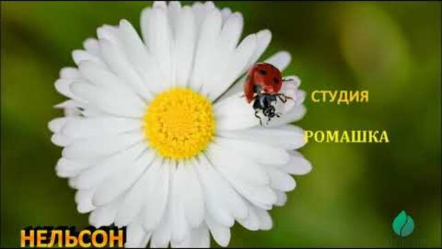 ЛЕТНИЙ  ДЕНЬ