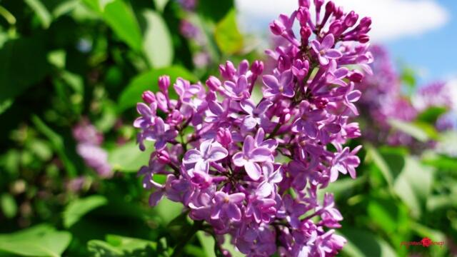 Сергей Чекалин   -   Покой