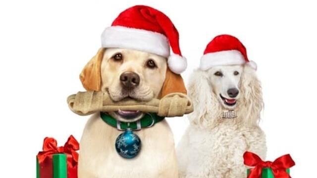 Кучето, което спаси Коледната ваканция (синхронен екип 1, дублаж по Кино Нова на 25.12.2016 г.) (запис)