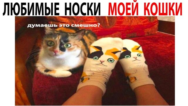#Мемы с котами #мемы #приколы #юмор #лютыеприколы #озвучкамемов #коты #мемы2021