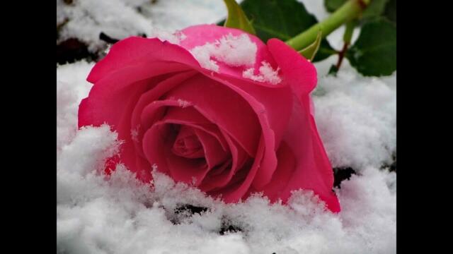 Если сердце женское сумел ты растопить...