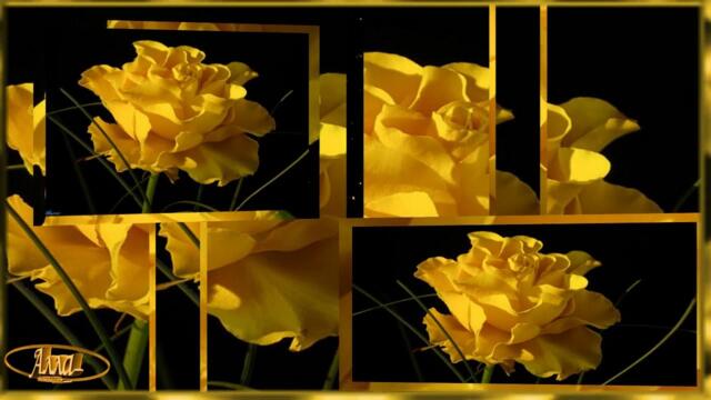 ВЯЧЕСЛАВ ЕВТЫХ    -    ЖЁЛТАЯ РОЗА !